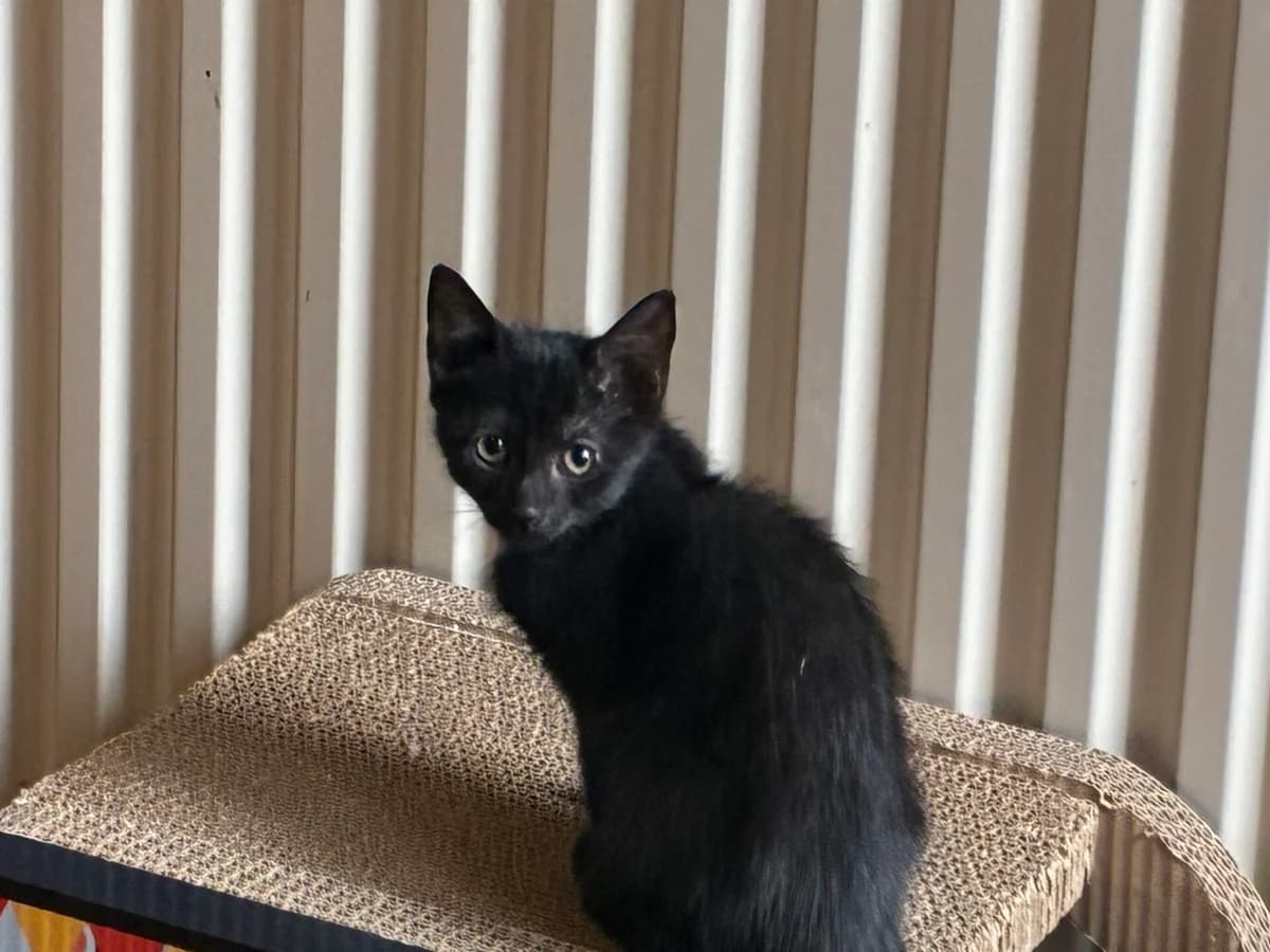 Kitten Libby (nr. 23030), female puppy Mixed Breed for adoption at Dierentehuis