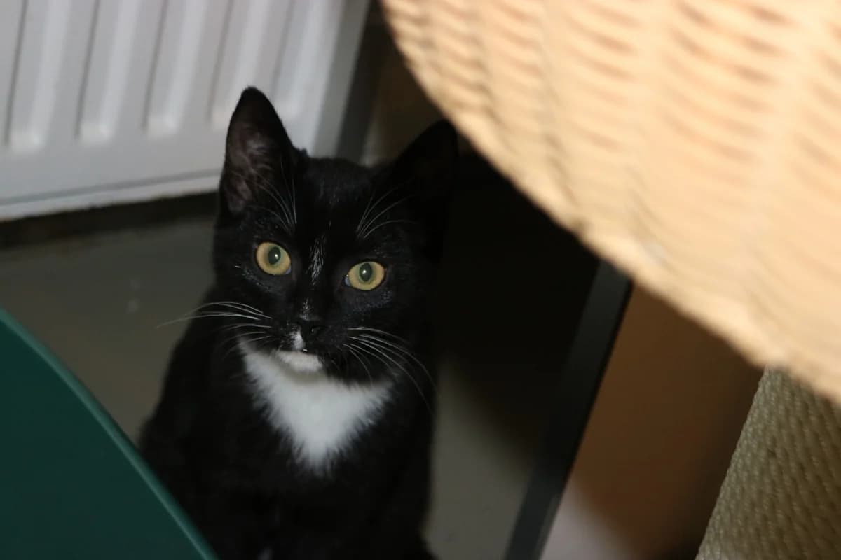 Kitten Lilly, female puppy Mixed Breed for adoption at Dierentehuis
