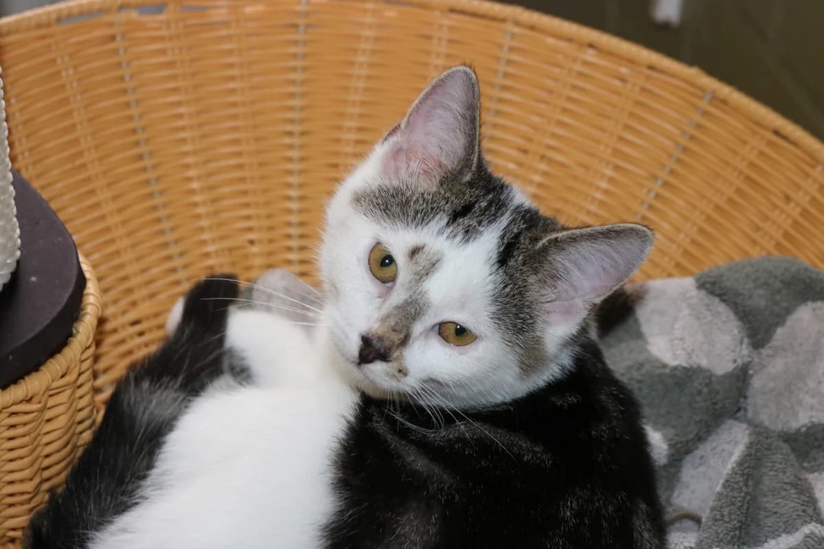 Kitten Loa, female puppy Mixed Breed for adoption at Dierentehuis