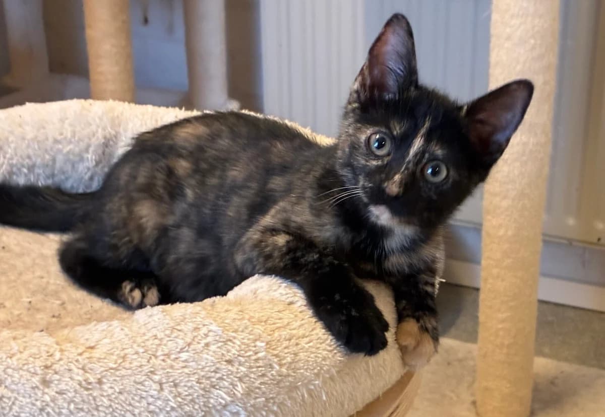 Kitten Lois (nr. 23027), female puppy Mixed Breed for adoption at Dierentehuis