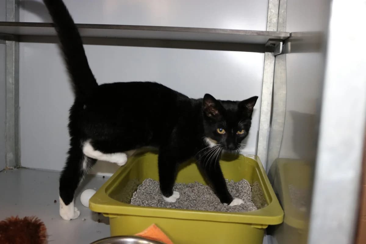 Kitten Lotje, female puppy Mixed Breed for adoption at Dierentehuis