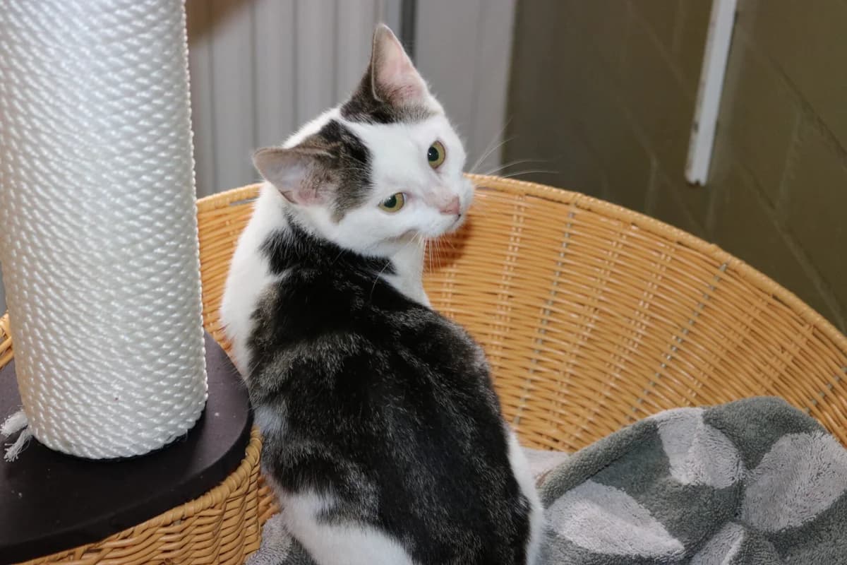 Kitten Luc, male puppy Mixed Breed for adoption at Dierentehuis