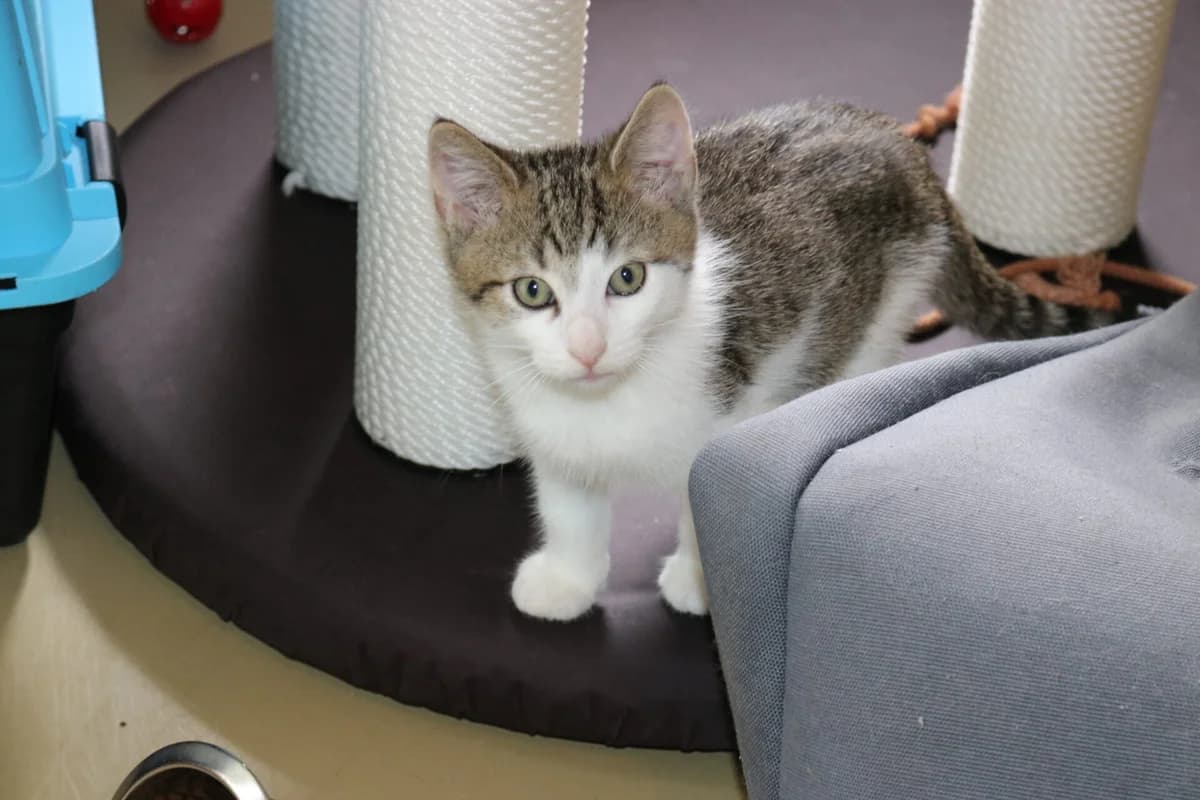 Kitten Luigi, male puppy Mixed Breed for adoption at Dierentehuis