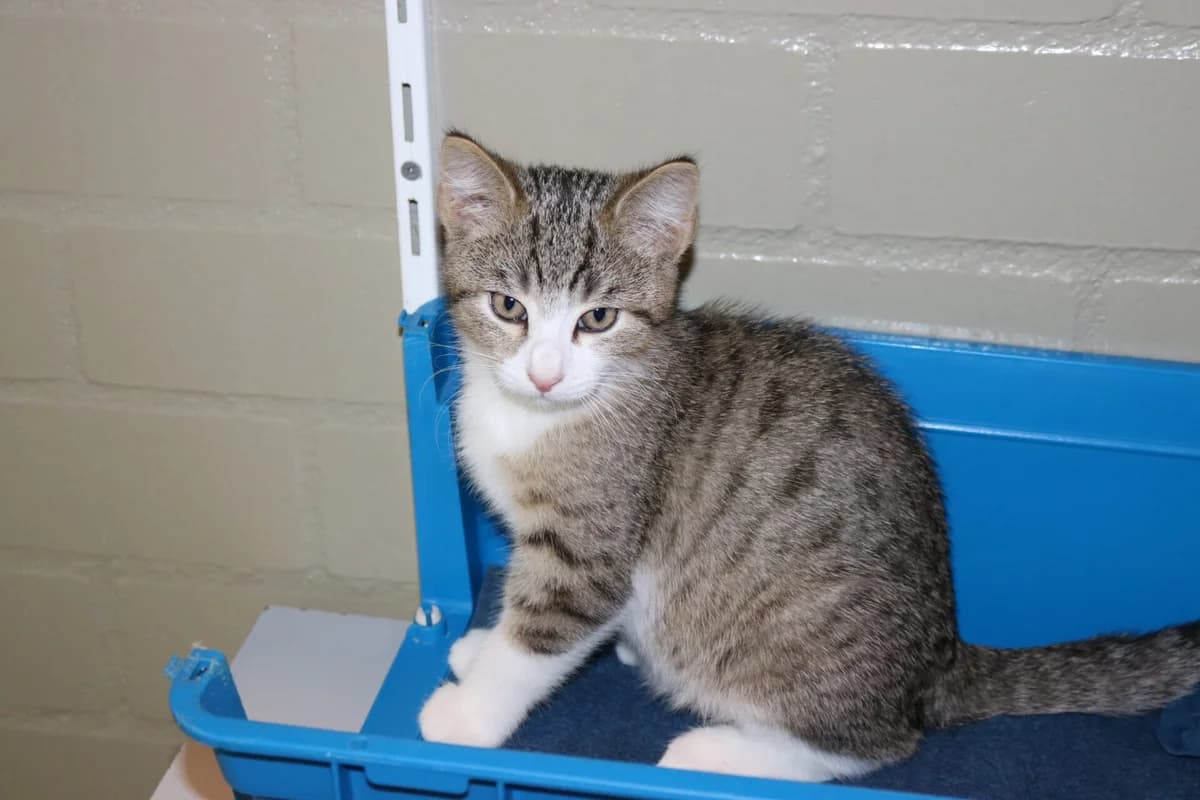 Kitten Mario, male puppy Mixed Breed for adoption at Dierentehuis