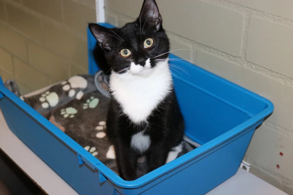Kitten Mel B, female puppy Mixed Breed for adoption at Dierentehuis