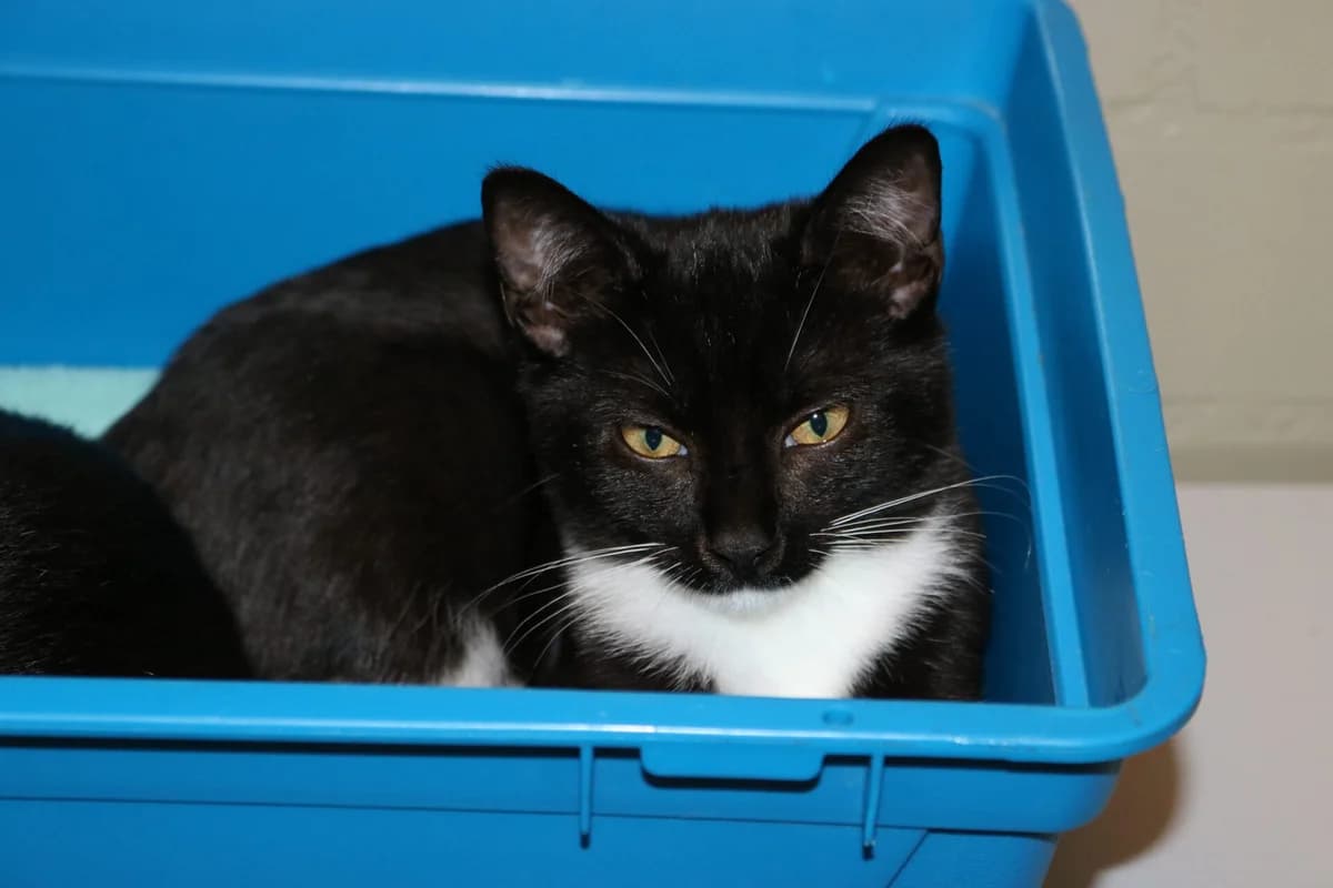 Kitten Mel C, female puppy Mixed Breed for adoption at Dierentehuis