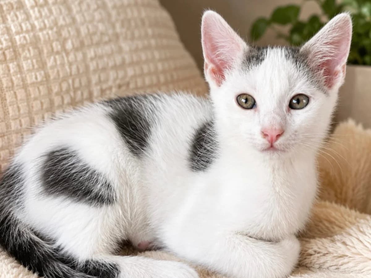 Kitten Mikky (nr. 23693), male puppy Mixed Breed for adoption at Dierentehuis