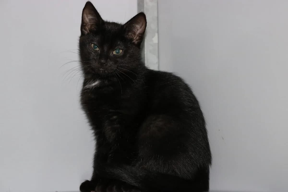 Kitten Moortje, female puppy Mixed Breed for adoption at Dierentehuis