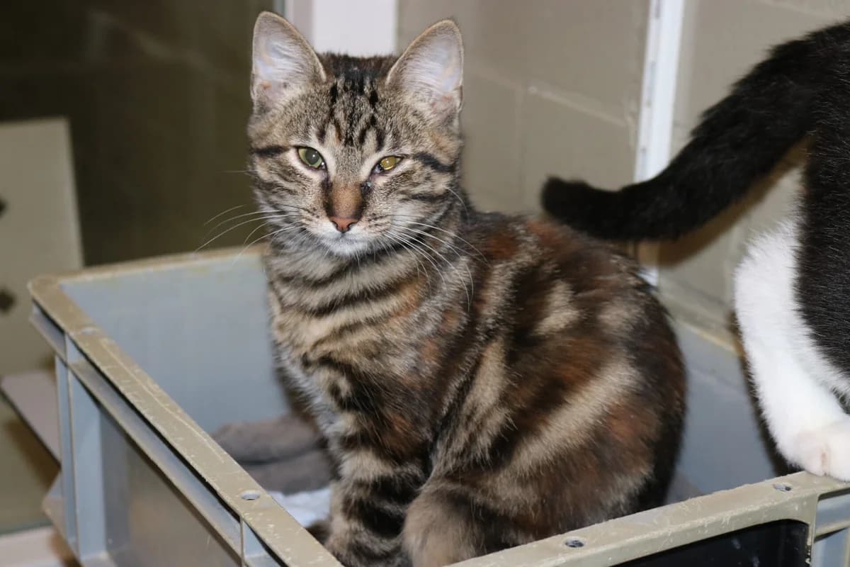 Kitten Mulan, female puppy Mixed Breed for adoption at Dierentehuis
