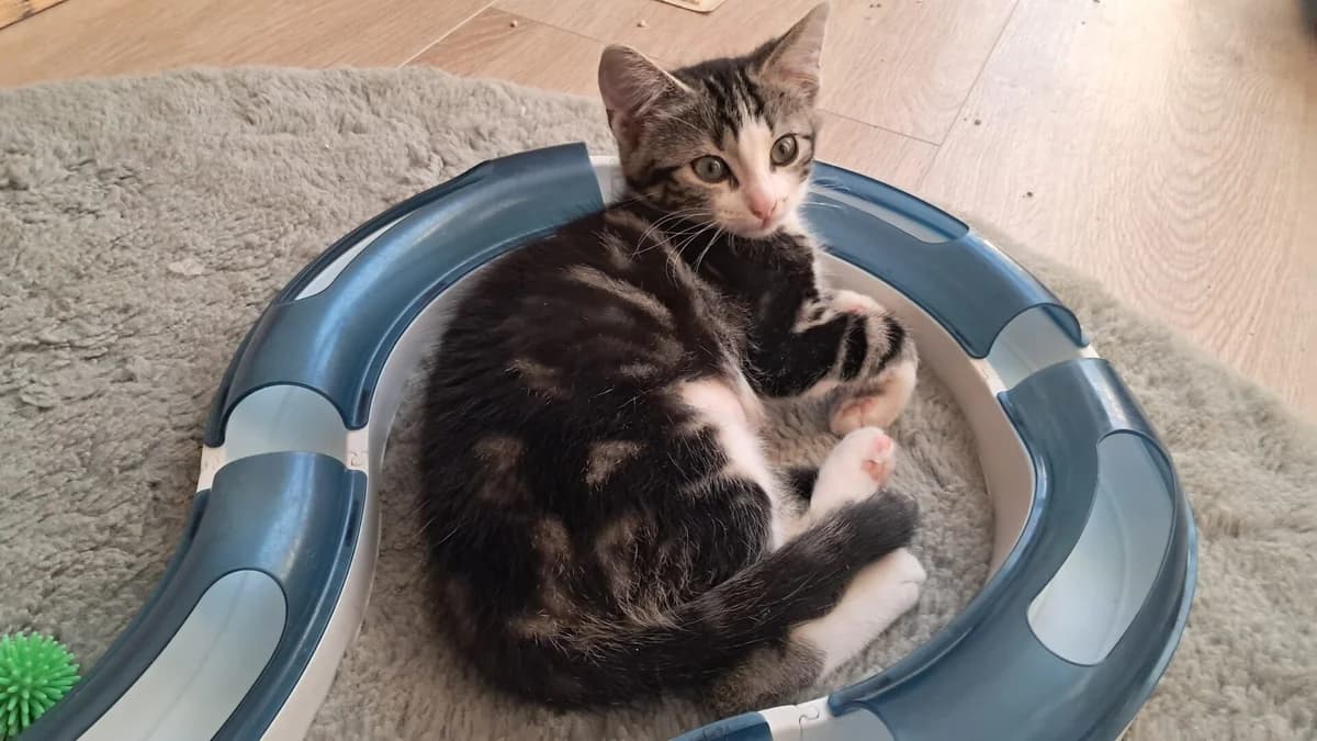 Kitten Nala (nr. 23886), female puppy Mixed Breed for adoption at Dierentehuis