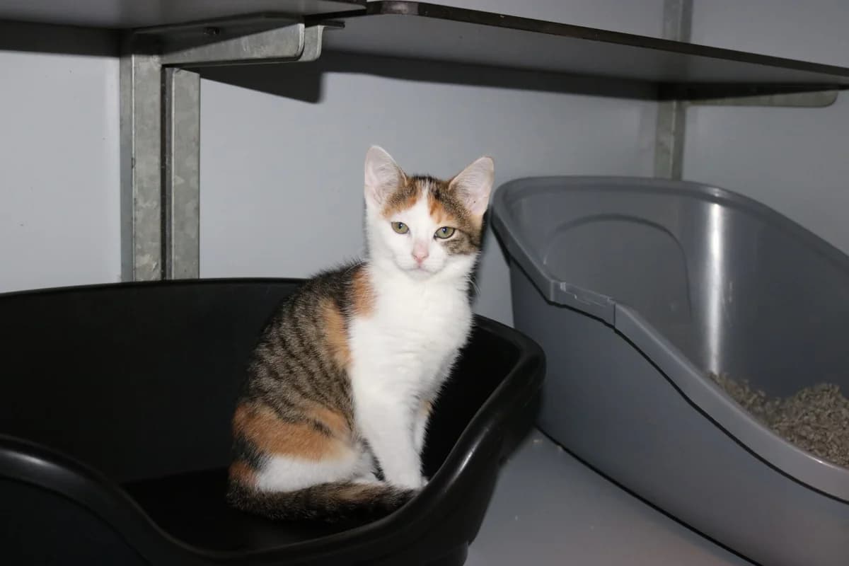 Kitten Pippin, female puppy Mixed Breed for adoption at Dierentehuis