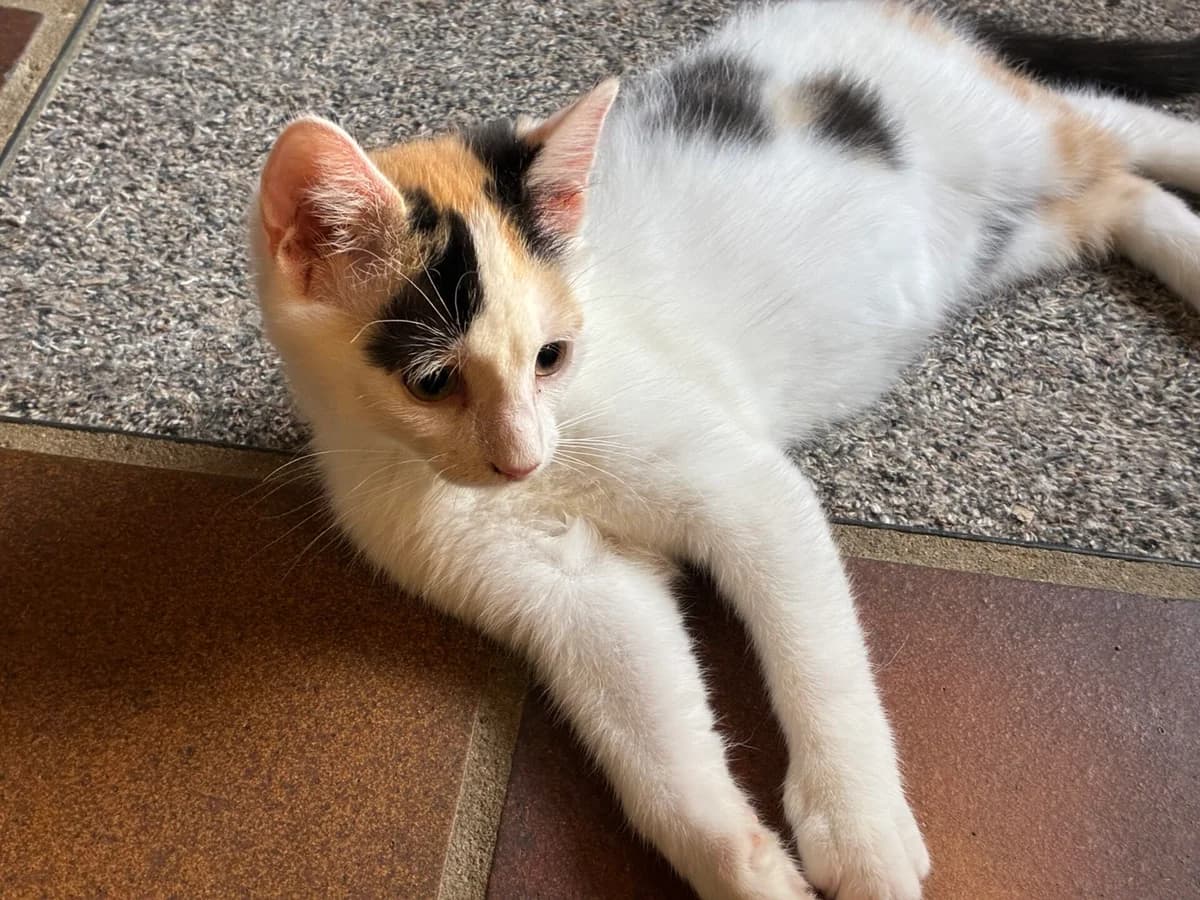 Kitten Pluche (nr. 23577), zwart female puppy Mixed Breed for adoption at Dierentehuis