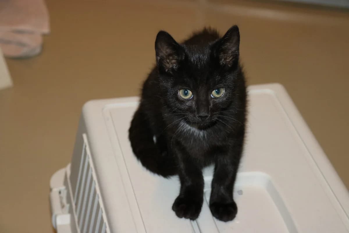 Kitten Raven, female puppy Mixed Breed for adoption at Dierentehuis