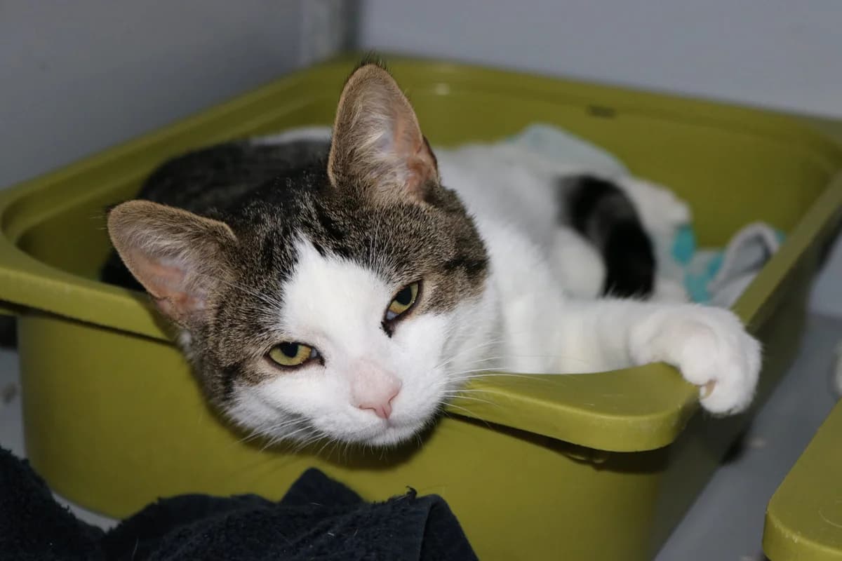 Kitten Ronnie, male puppy Mixed Breed for adoption at Dierentehuis