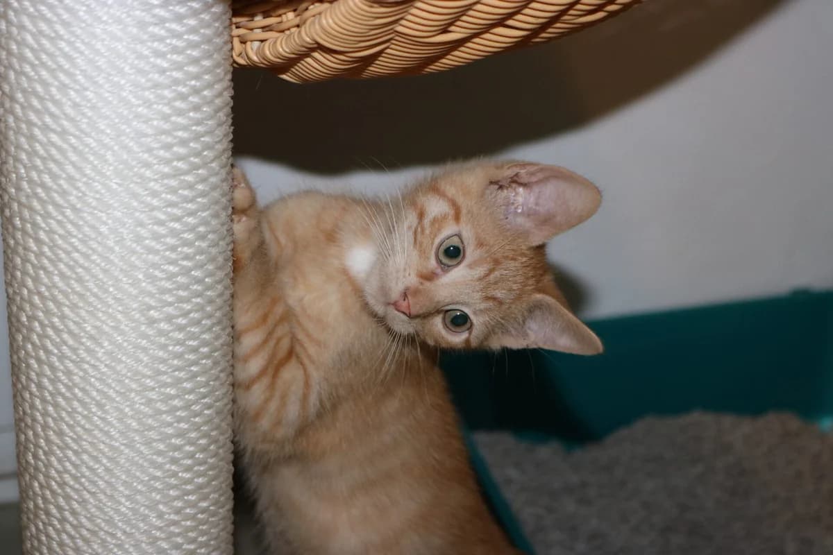 Kitten Sambal, male puppy Mixed Breed for adoption at Dierentehuis