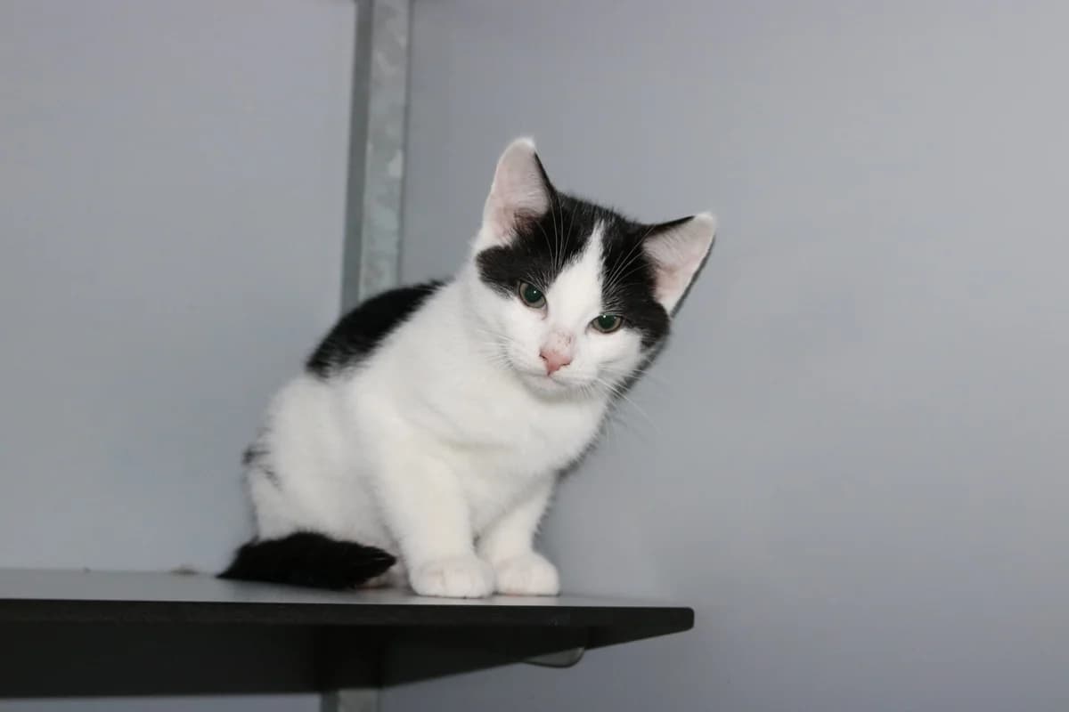 Kitten Sheila, female puppy Mixed Breed for adoption at Dierentehuis