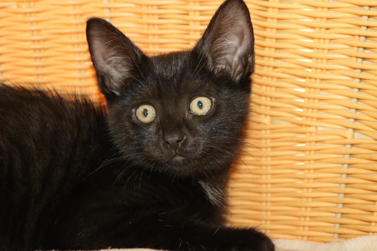 Kitten Shrek, male puppy Mixed Breed for adoption at Dierentehuis