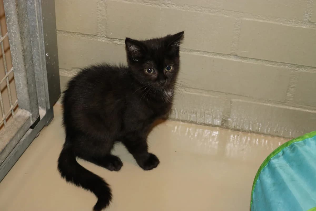 Kitten Shuri, puppy Mixed Breed for adoption at Dierentehuis