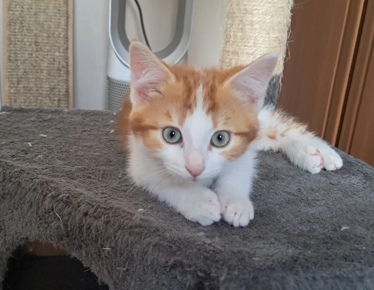 Kitten Simba (nr. 23888), rood male puppy Mixed Breed for adoption at Dierentehuis