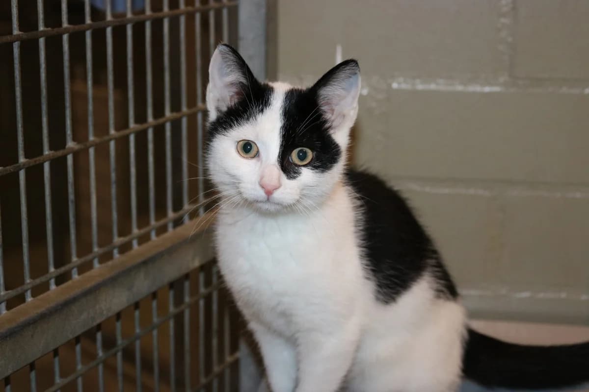 Kitten Stuiter, female puppy Mixed Breed for adoption at Dierentehuis