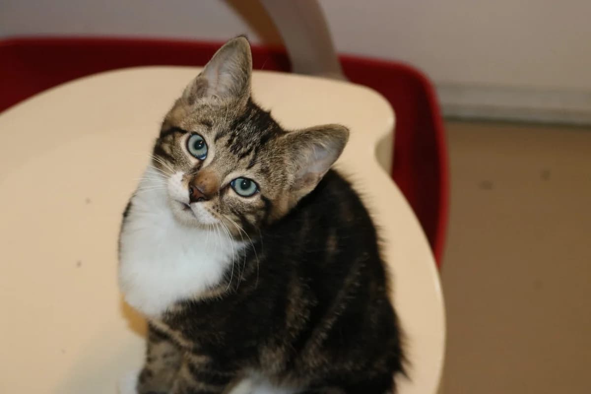 Kitten Taurus, male puppy Mixed Breed for adoption at Dierentehuis