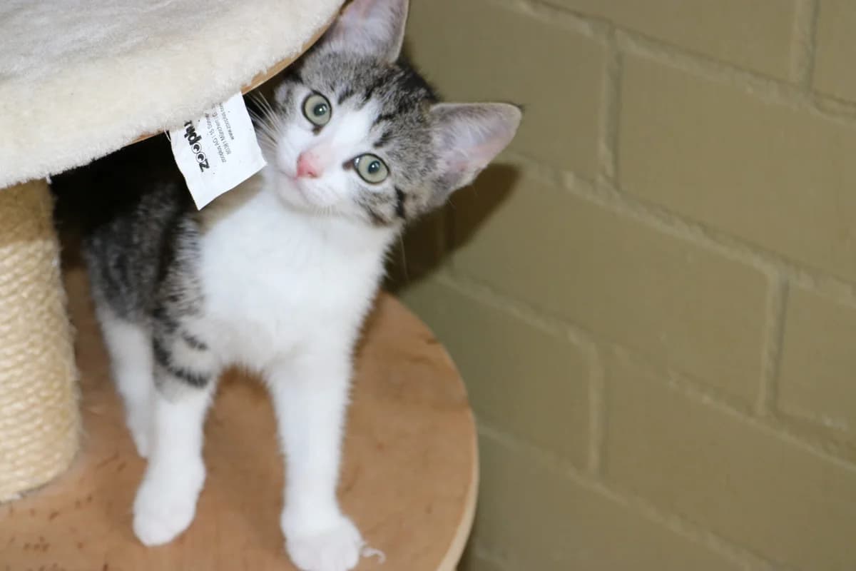 Kitten Tink, female puppy Mixed Breed for adoption at Dierentehuis