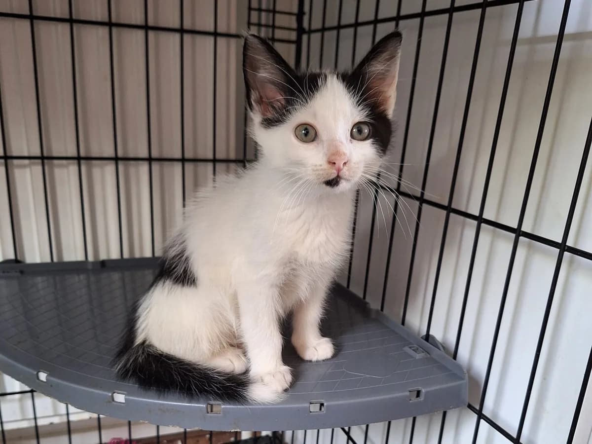 Kitten Tjerk (nr. 23279), wit male puppy Mixed Breed for adoption at Dierentehuis