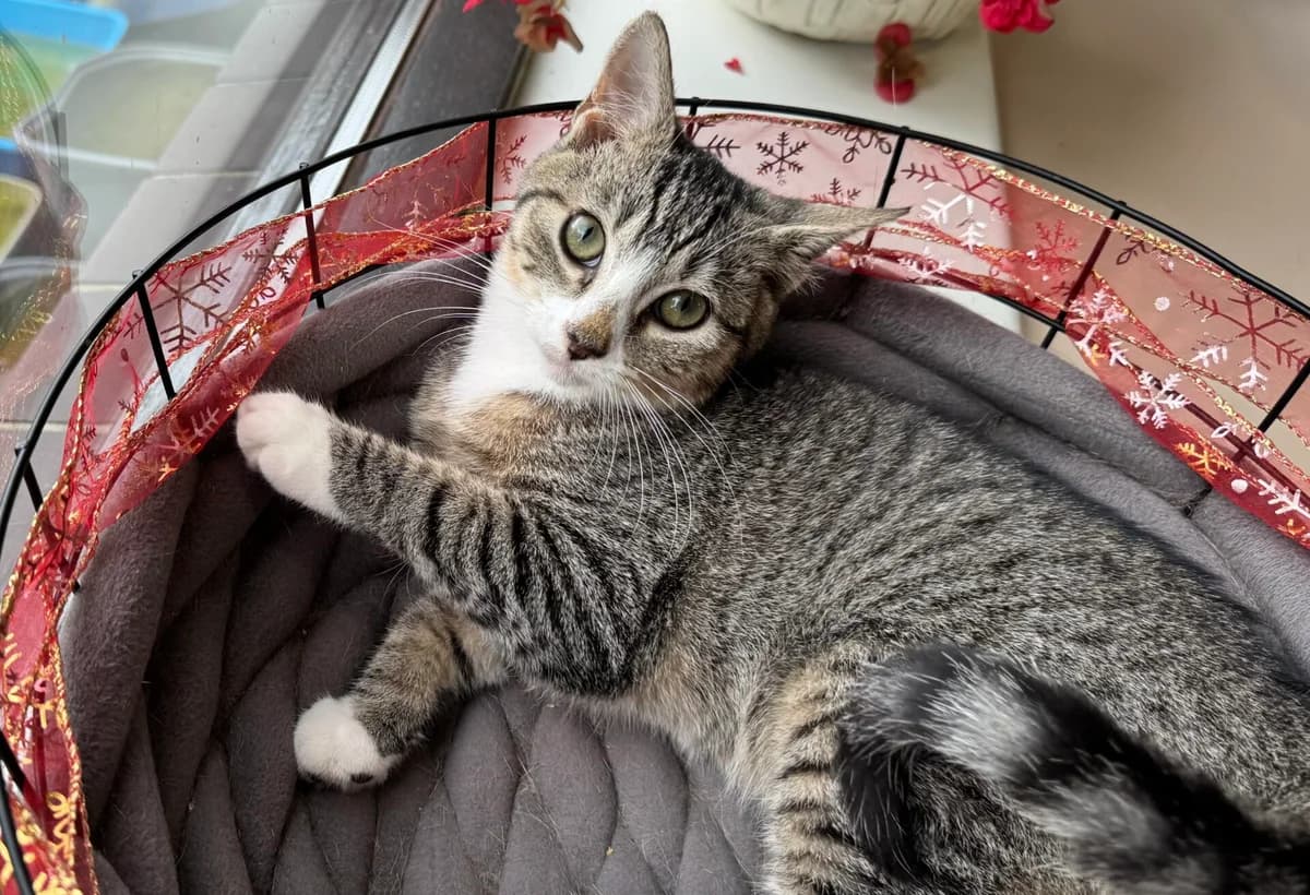 Kitten Toby (nr. 23863), male puppy Mixed Breed for adoption at Dierentehuis