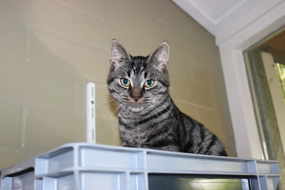 Kitten Tuppy, male puppy Mixed Breed for adoption at Dierentehuis