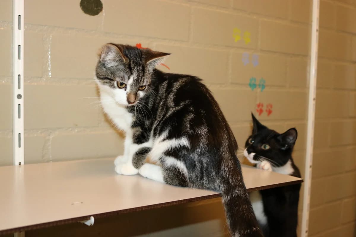 Kitten Victoria, female puppy Mixed Breed for adoption at Dierentehuis