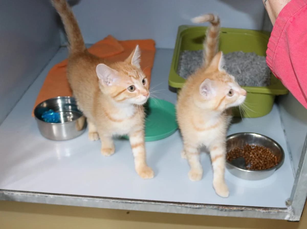 Kittens Hans en Grietje, rood female puppy Mixed Breed for adoption at Dierentehuis