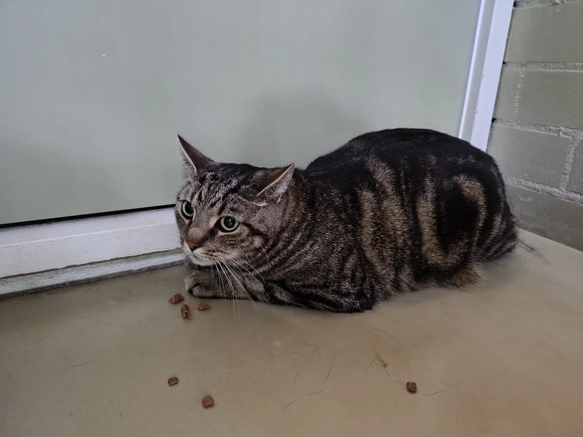 Kruimel, male 3yo Mixed Breed for adoption at Dierentehuis