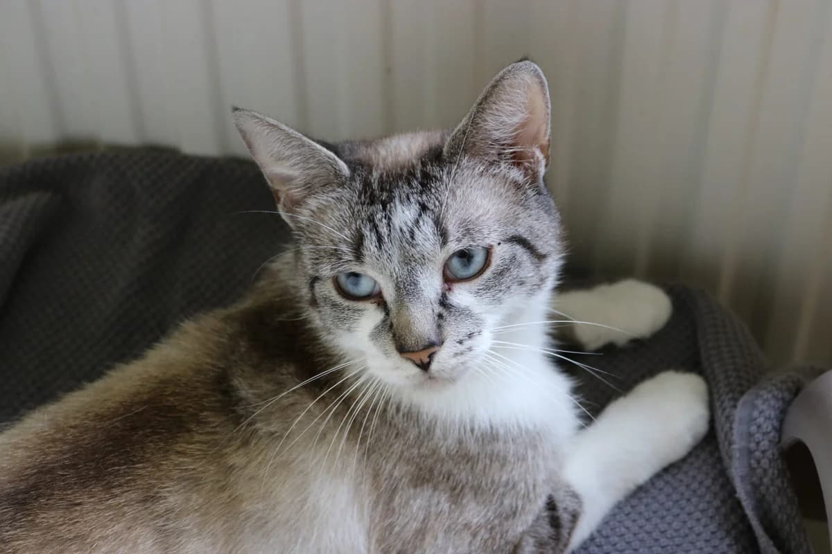 Lilly, female young Mixed Breed for adoption at Dierentehuis