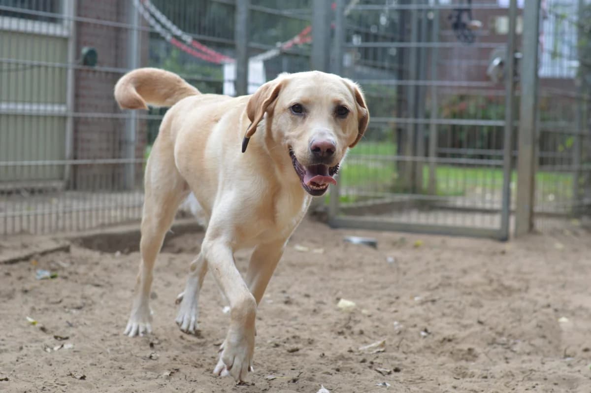 Lucky, male 4yo Labrador Retriever for adoption at Dierentehuis