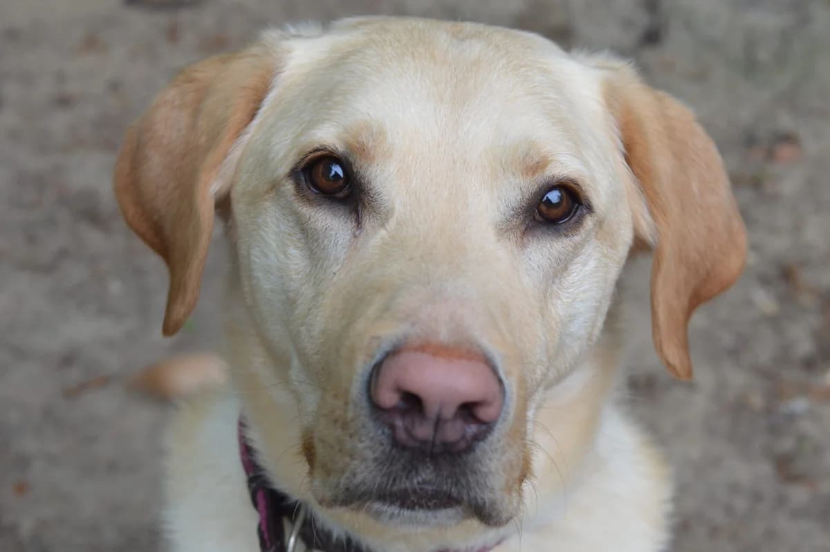 Lucky, male 4yo Labrador Retriever for adoption at Dierentehuis