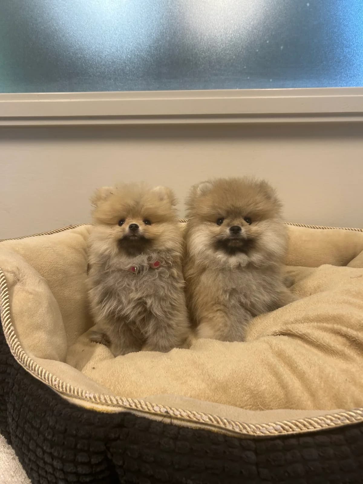 Martin en Cheryll, female puppy Pomeranian for adoption at Dierentehuis