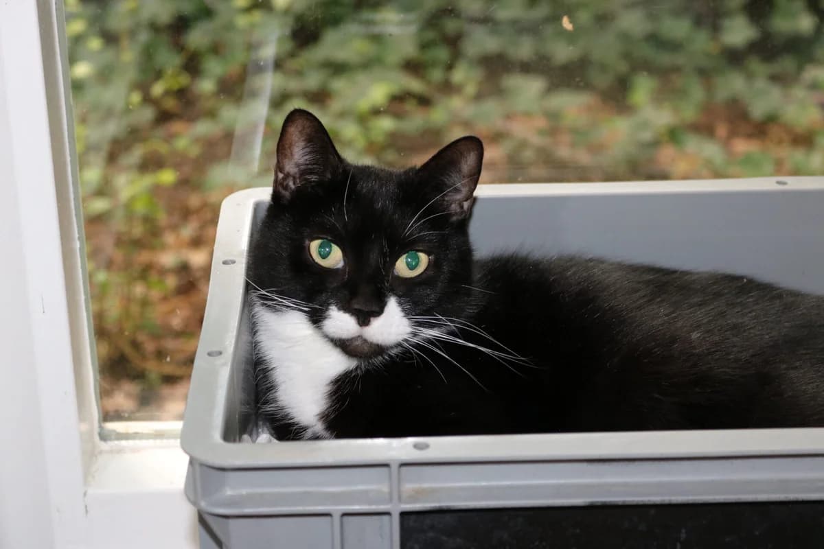 Meadow, female 4yo Mixed Breed for adoption at Dierentehuis