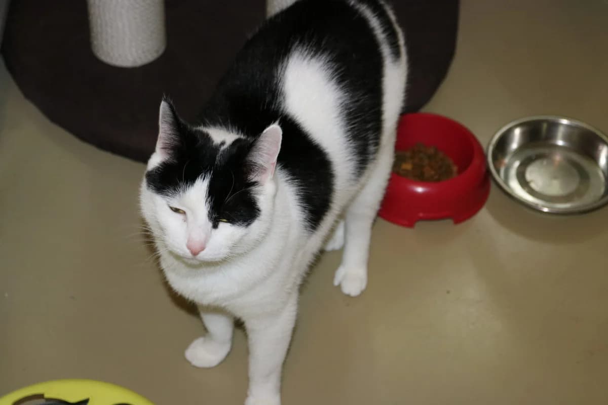 Mickey, female 5yo Mixed Breed for adoption at Dierentehuis