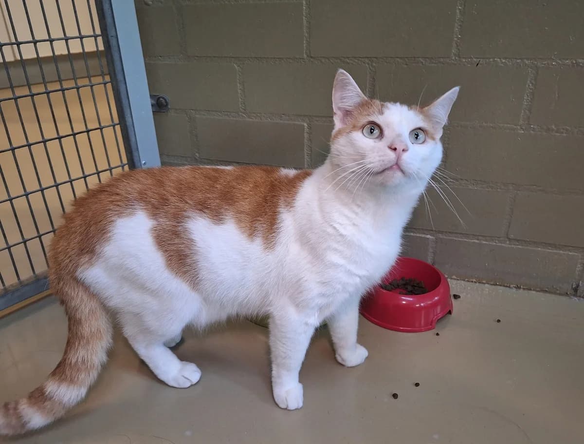 Micky, male young Mixed Breed for adoption at Dierentehuis