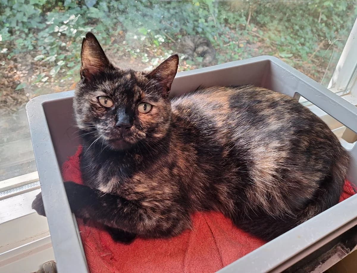 Moksi, female 5yo Mixed Breed for adoption at Dierentehuis