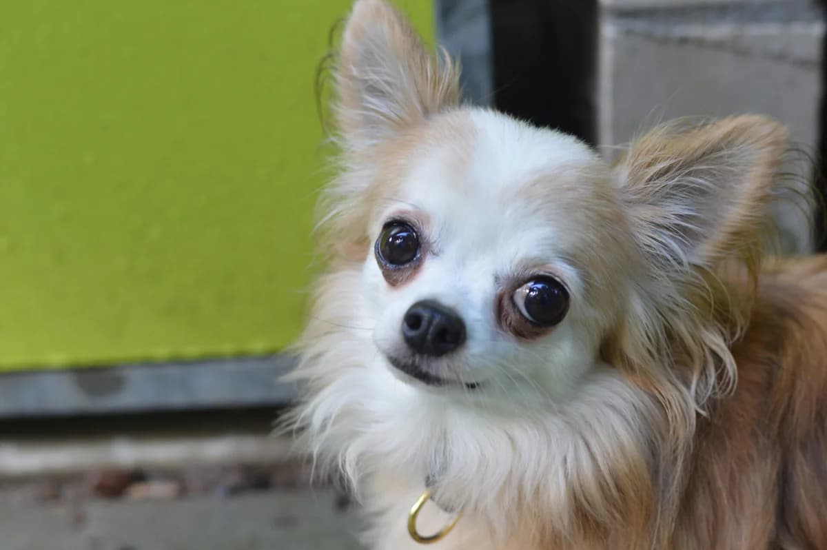 Monti, male senior Chihuahua for adoption at Dierentehuis