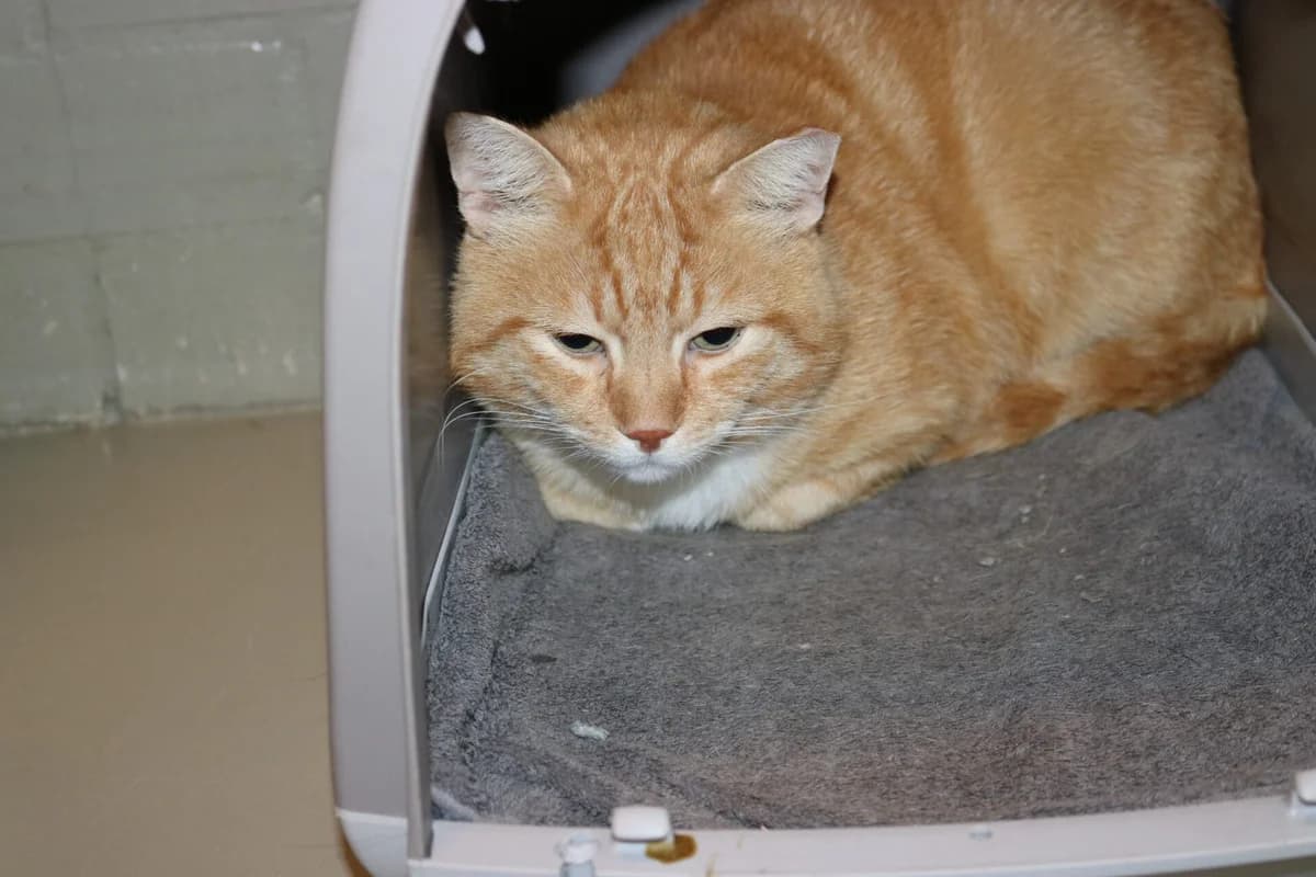 Orange, male 4yo Mixed Breed for adoption at Dierentehuis