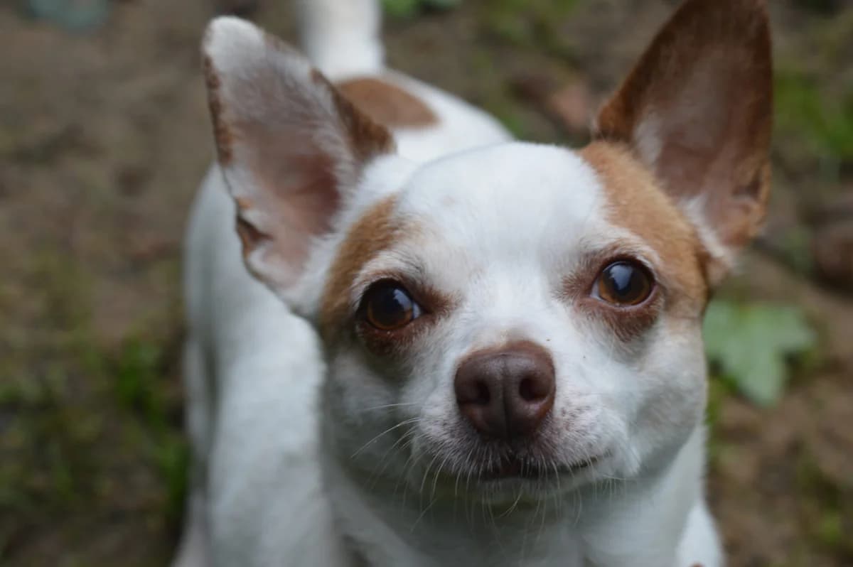 Pablo, male senior Jack Russell Terrier for adoption at Dierentehuis