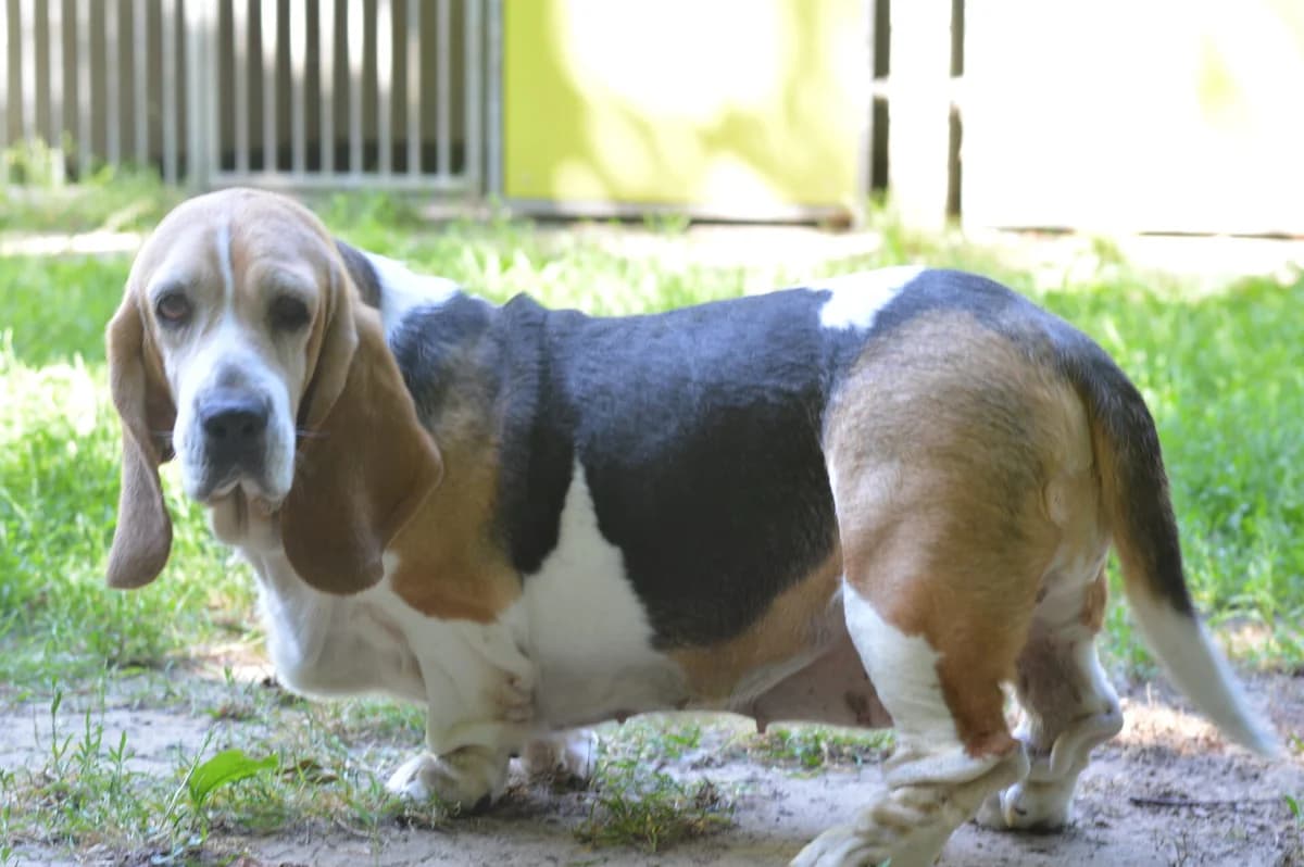 Puk, female senior Basset Hound for adoption at Dierentehuis