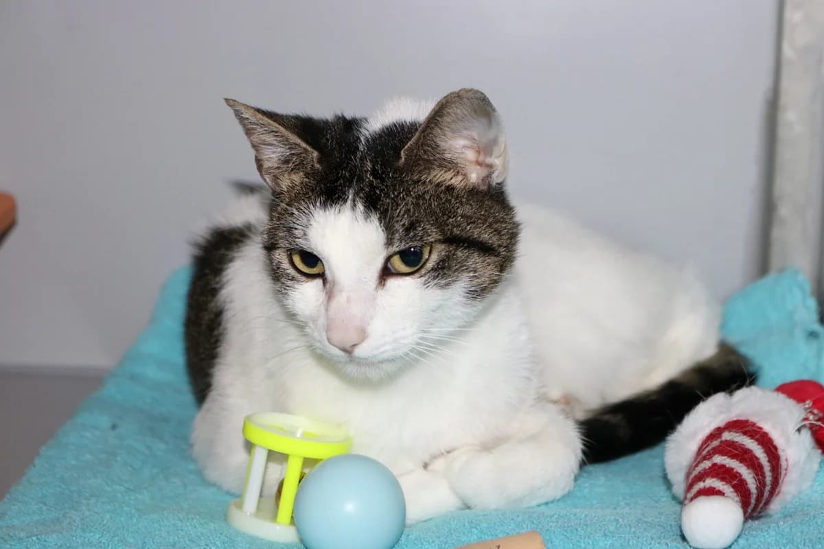 Robin, female young Mixed Breed for adoption at Dierentehuis