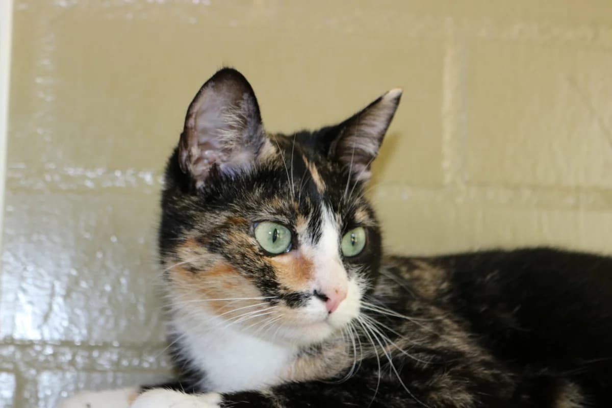 Shady, female young Mixed Breed for adoption at Dierentehuis