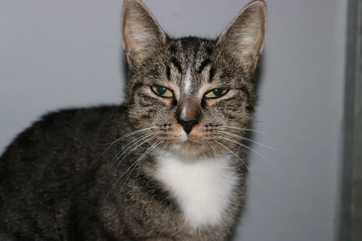 Simone, female young Mixed Breed for adoption at Dierentehuis
