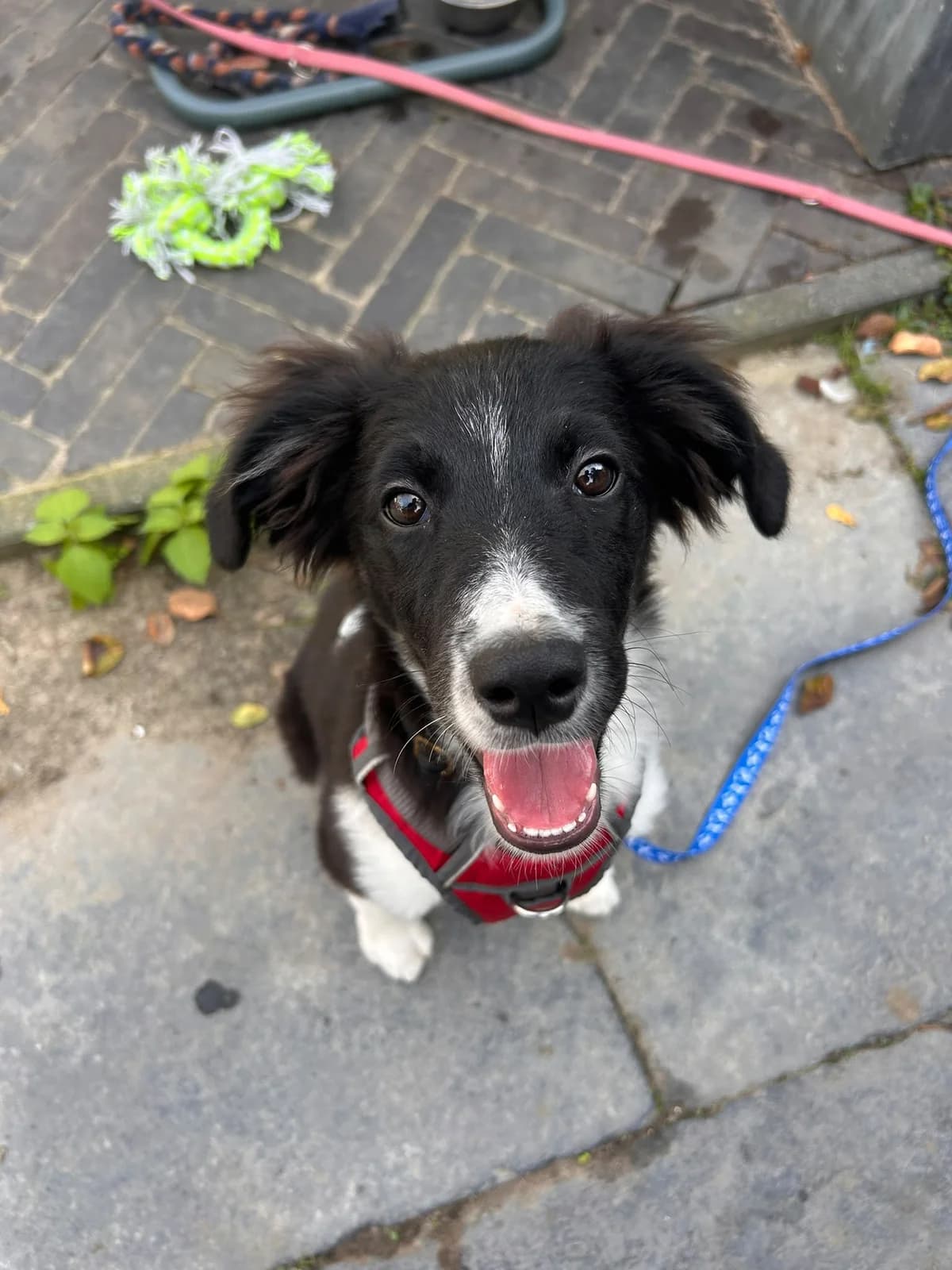 Steve, male puppy Border Collie for adoption at Dierentehuis