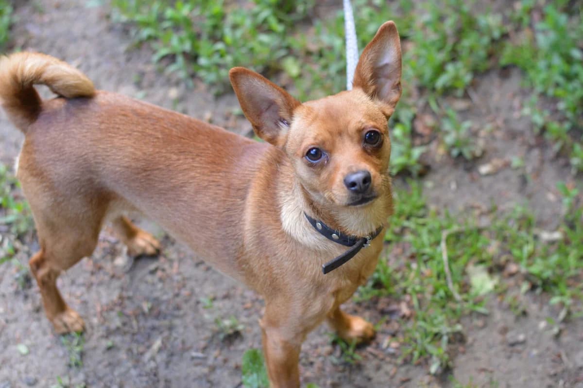 Whitney, female young Jack Russell Terrier for adoption at Dierentehuis