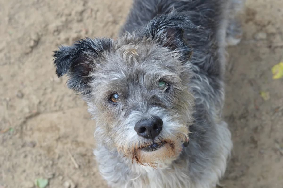 Wolfie, male senior Cairn Terrier for adoption at Dierentehuis